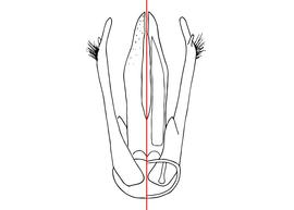   Osmia lignaria  male, diagram showing the genitalia with the dorsal view on the left side and the ventral view on the right, diagram modified from Rust 1974 
